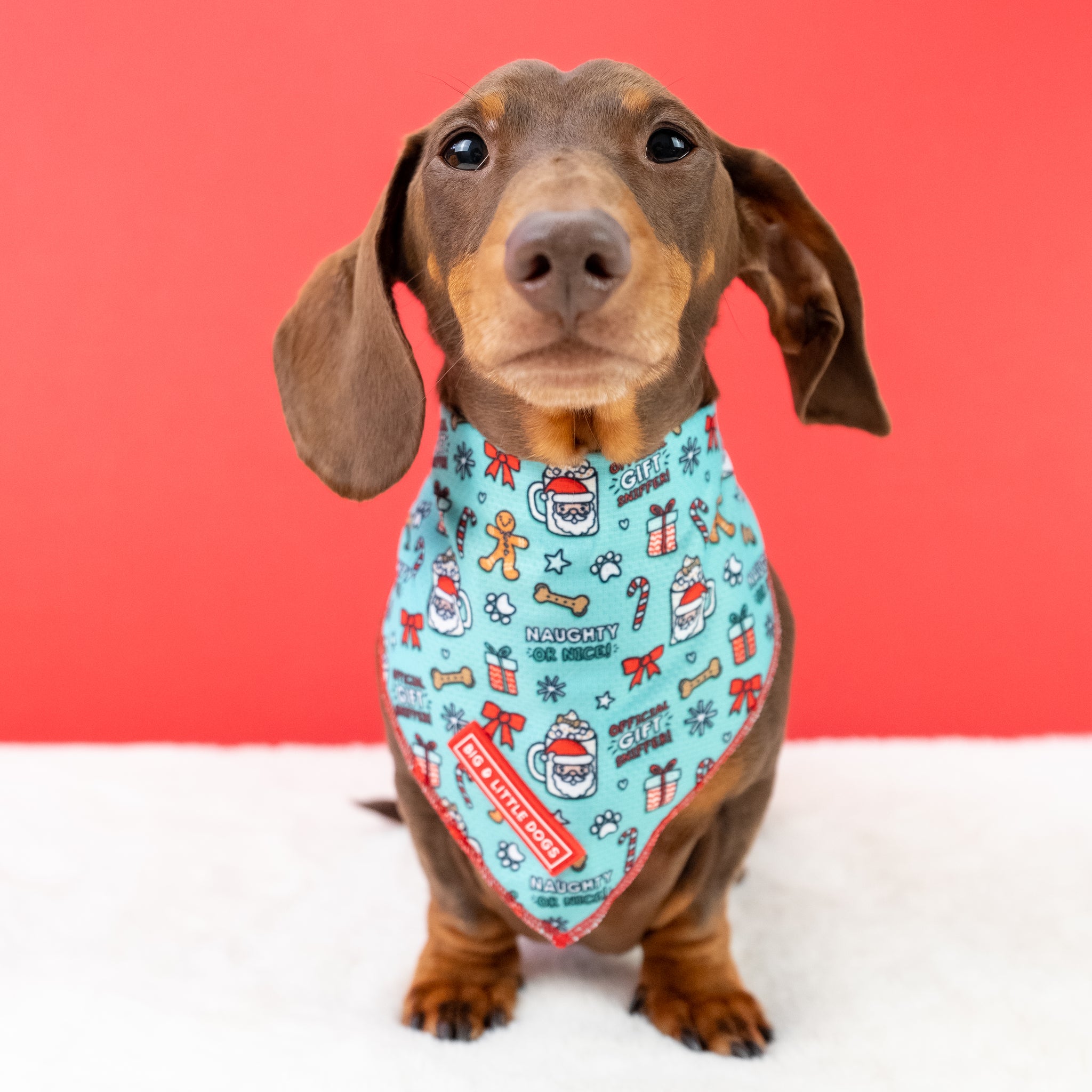 DOG BANDANA: Official Gift Sniffer {FINAL SALE}