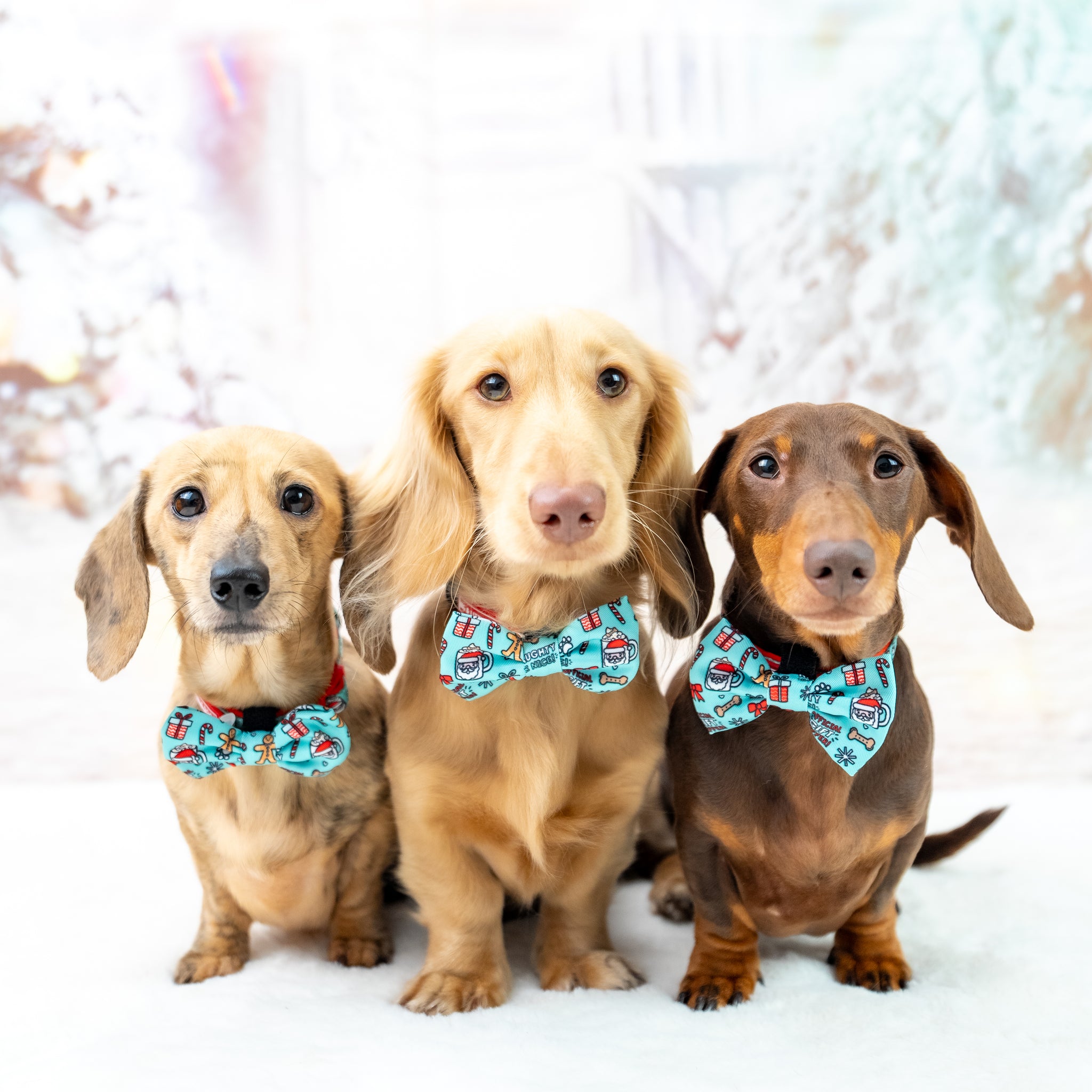 DOG COLLAR & BOW TIE: Official Gift Sniffer {FINAL SALE}