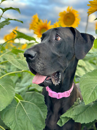 DOG WATERPROOF COLLAR: Pink