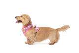 ADJUSTABLE DOG HARNESS: Beary Sweet