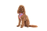 ADJUSTABLE DOG HARNESS: Beary Sweet