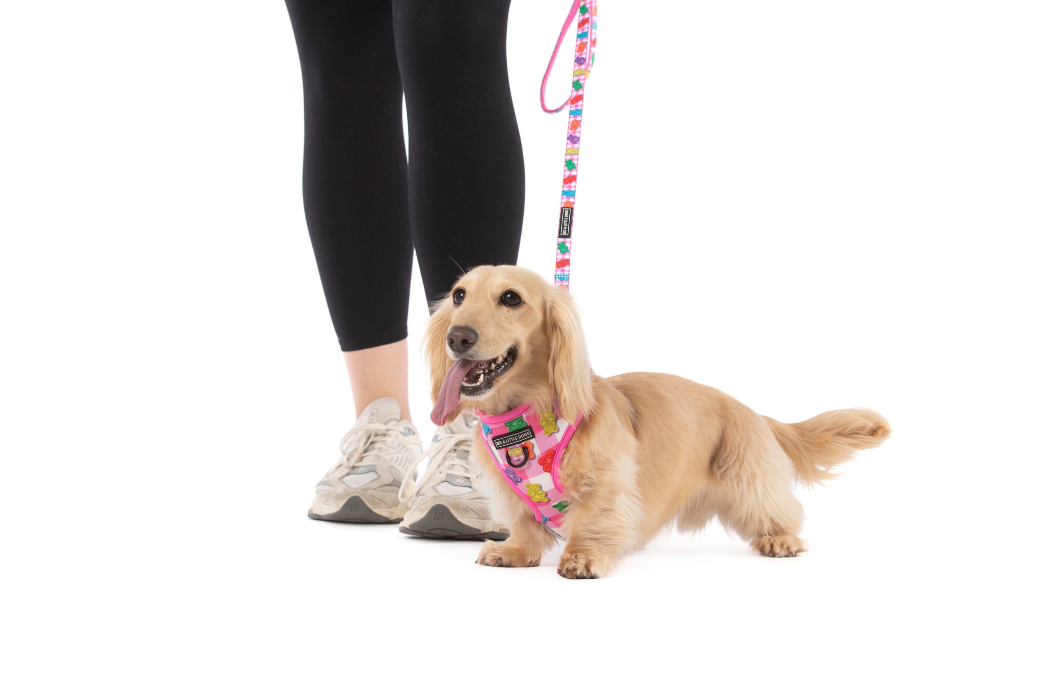 ADJUSTABLE DOG HARNESS: Beary Sweet