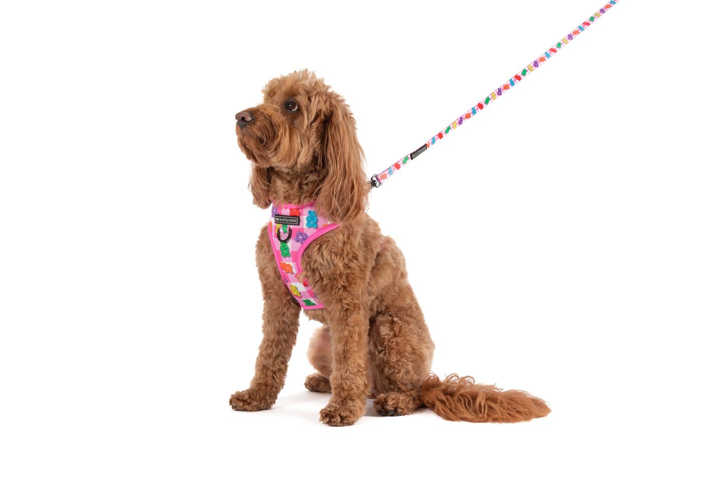 ADJUSTABLE DOG HARNESS: Beary Sweet