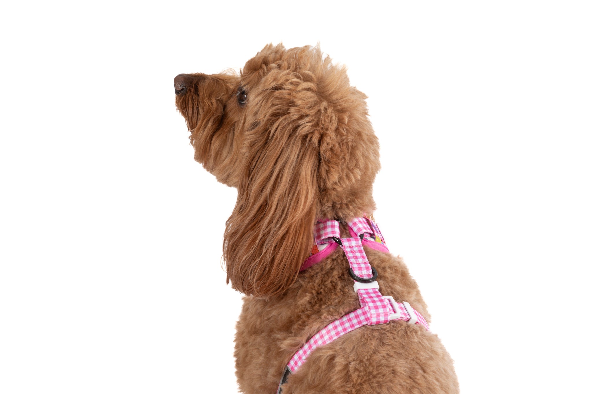 ADJUSTABLE DOG HARNESS: Beary Sweet