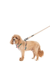 ADJUSTABLE DOG HARNESS: Candy Lane Plaid