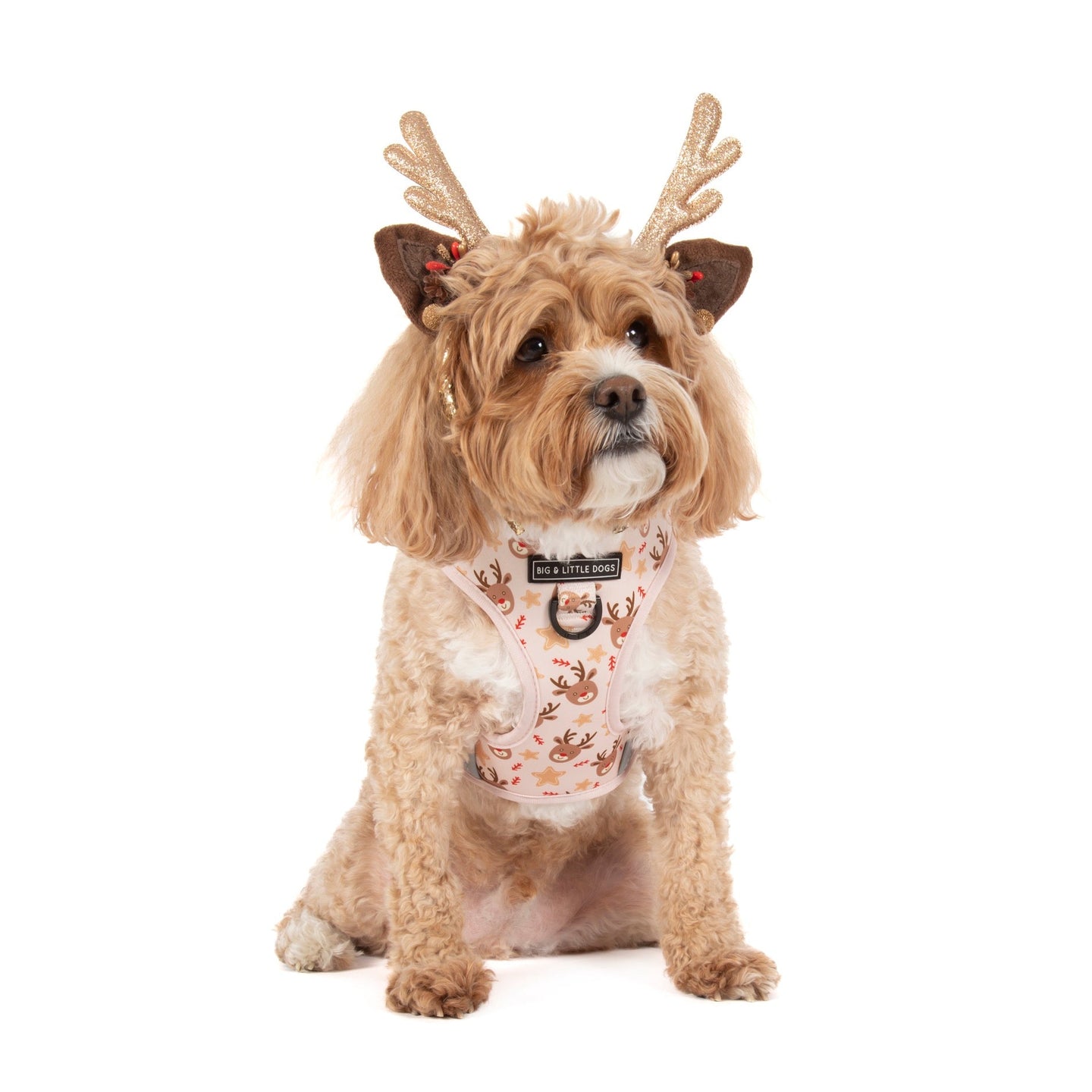 ADJUSTABLE DOG HARNESS: Dashing Through The Stars