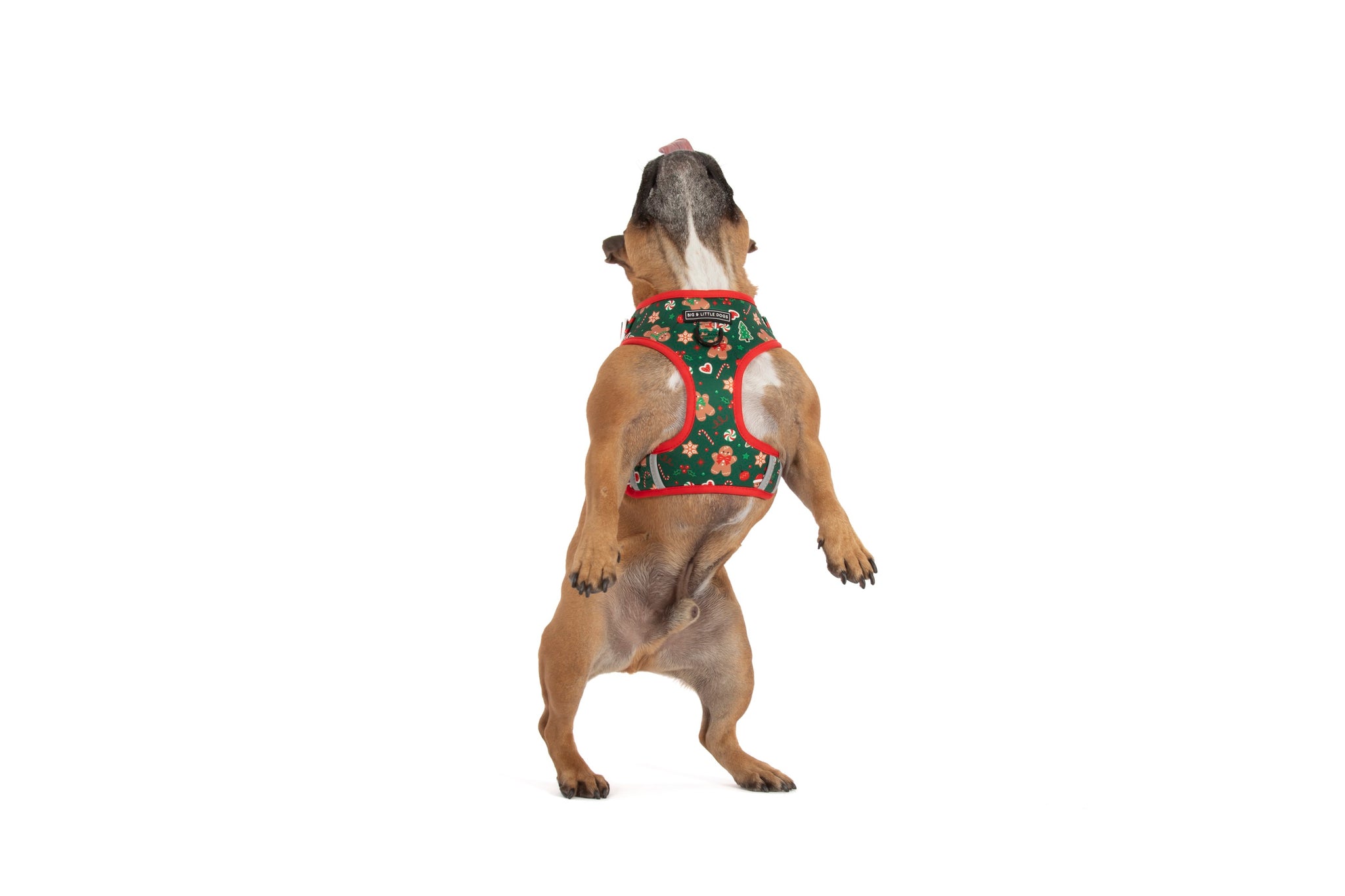ADJUSTABLE DOG HARNESS: Gingerbread Cutie