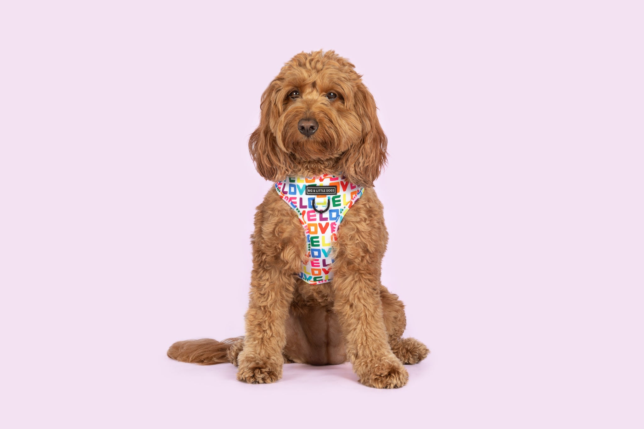 ADJUSTABLE DOG HARNESS: Love Wins {FINAL SALE}