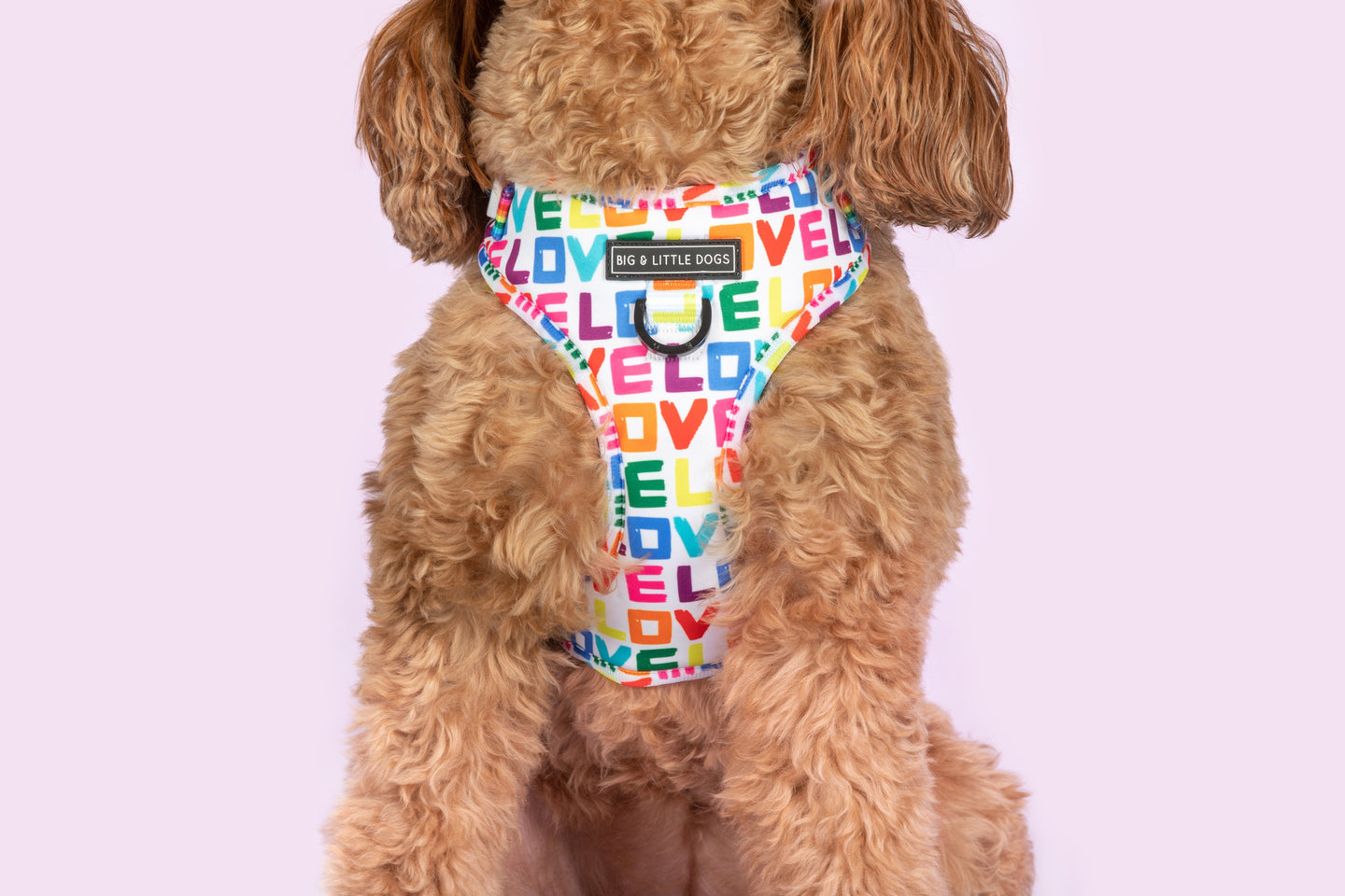 ADJUSTABLE DOG HARNESS: Love Wins {FINAL SALE}