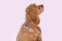 ADJUSTABLE DOG HARNESS: Love Wins {FINAL SALE}