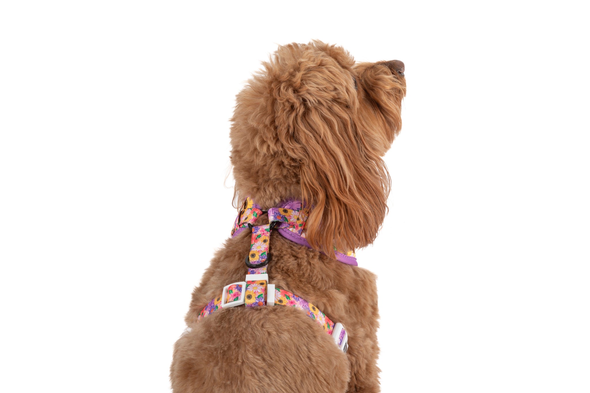 ADJUSTABLE DOG HARNESS: Spring Fling