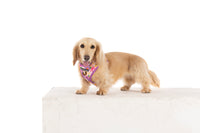 ADJUSTABLE DOG HARNESS: Spring Fling