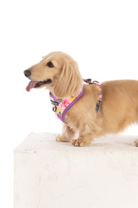 ADJUSTABLE DOG HARNESS: Spring Fling