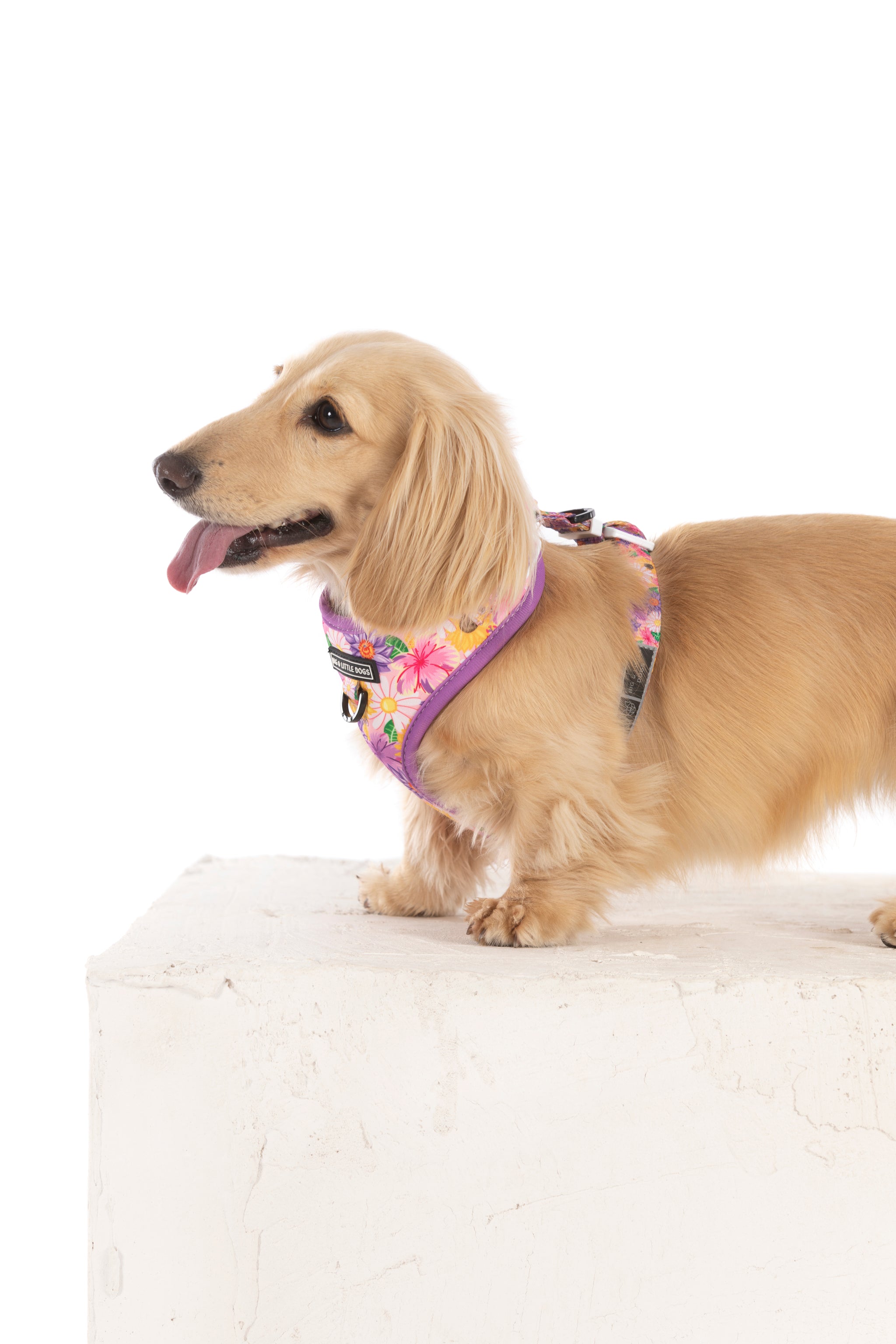 ADJUSTABLE DOG HARNESS: Spring Fling