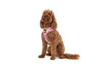 ADJUSTABLE DOG HARNESS: Spring Fling
