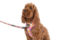 ADJUSTABLE DOG HARNESS: Spring Fling