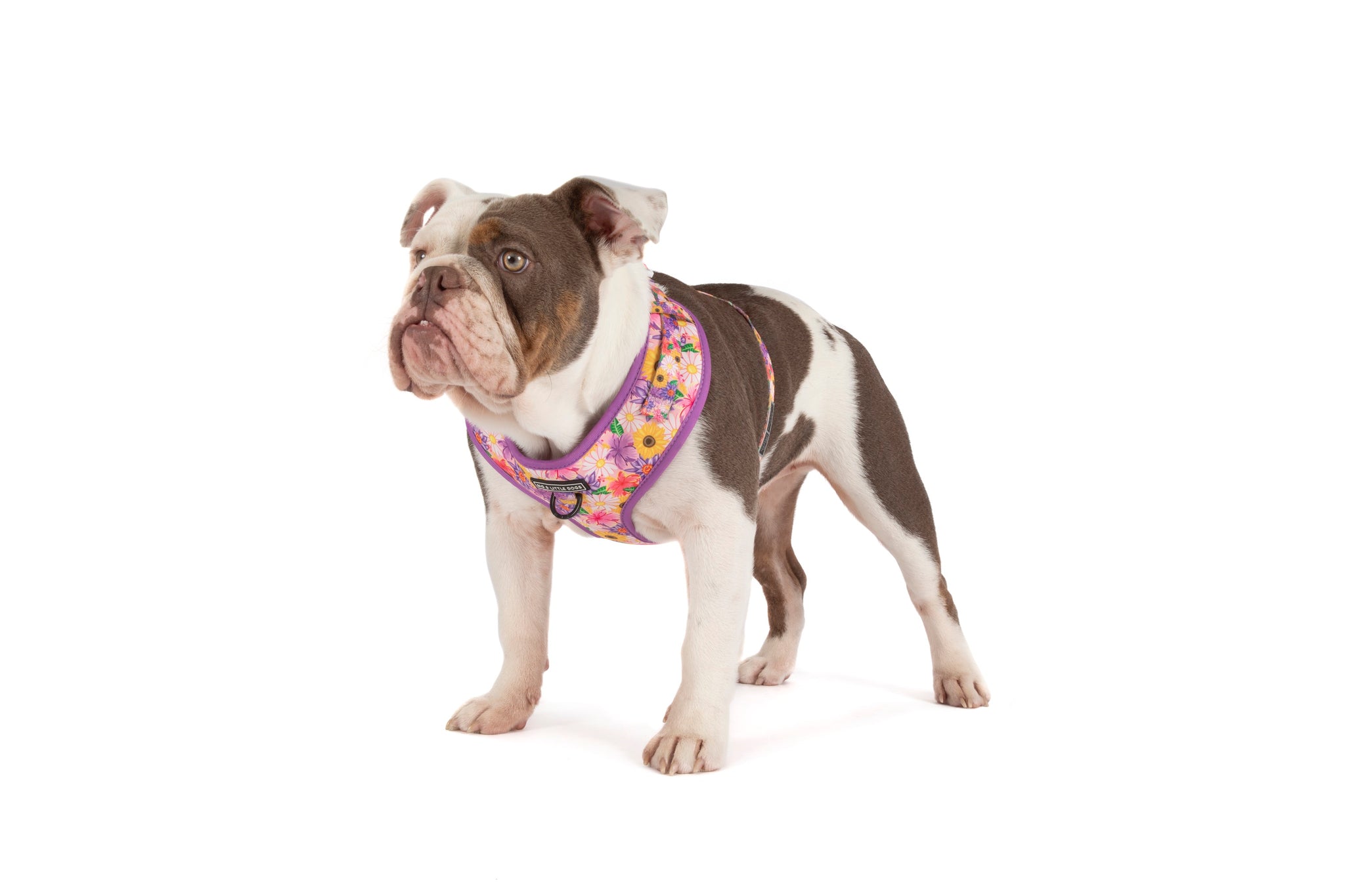 ADJUSTABLE DOG HARNESS: Spring Fling