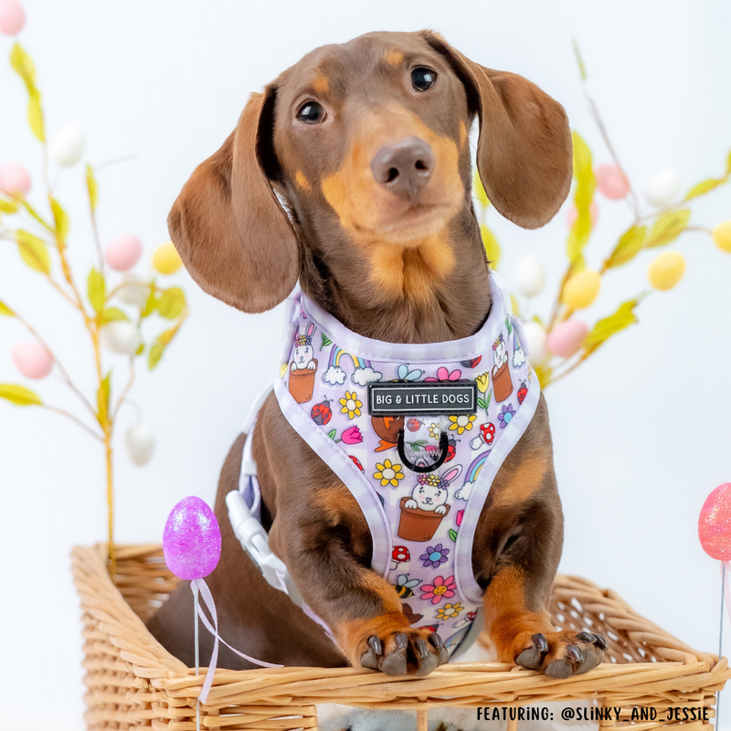 ADJUSTABLE DOG HARNESS: Yappy Easter {FINAL SALE}