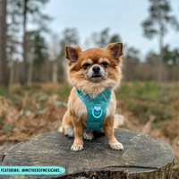 THE ALL-ROUNDER DOG HARNESS: Aqua