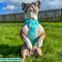 THE ALL-ROUNDER DOG HARNESS: Aqua