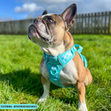 THE ALL-ROUNDER DOG HARNESS: Aqua