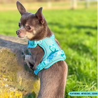 THE ALL-ROUNDER DOG HARNESS: Aqua