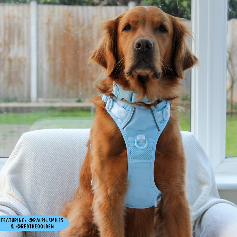 THE ALL-ROUNDER DOG HARNESS: Blue