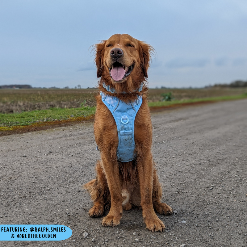 THE ALL-ROUNDER DOG HARNESS: Blue