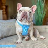 THE ALL-ROUNDER DOG HARNESS: Blue