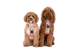 THE ALL-ROUNDER DOG HARNESS: Christmas Gingerbread {FINAL SALE}