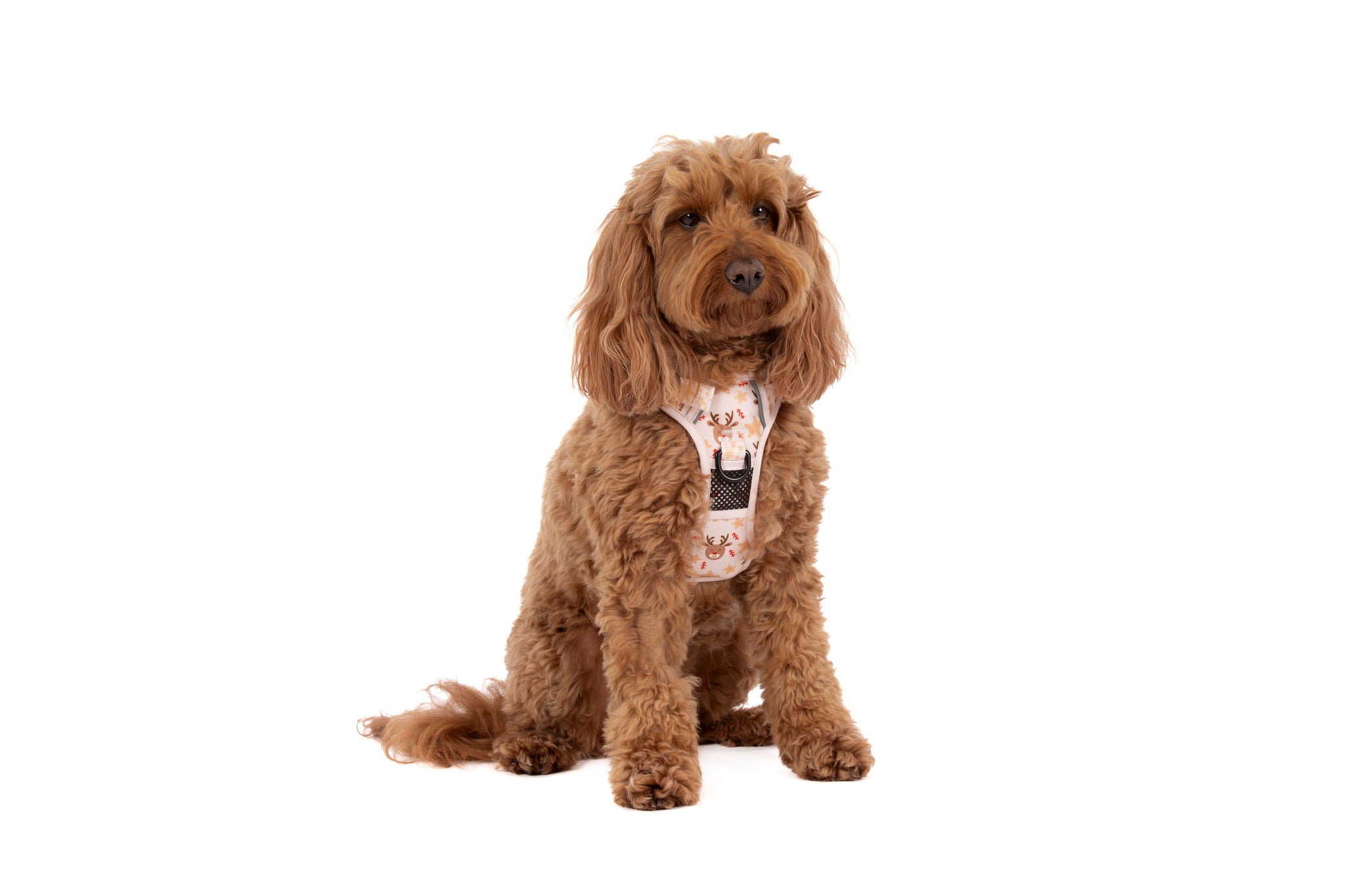 THE ALL-ROUNDER DOG HARNESS: Dashing Through The Stars