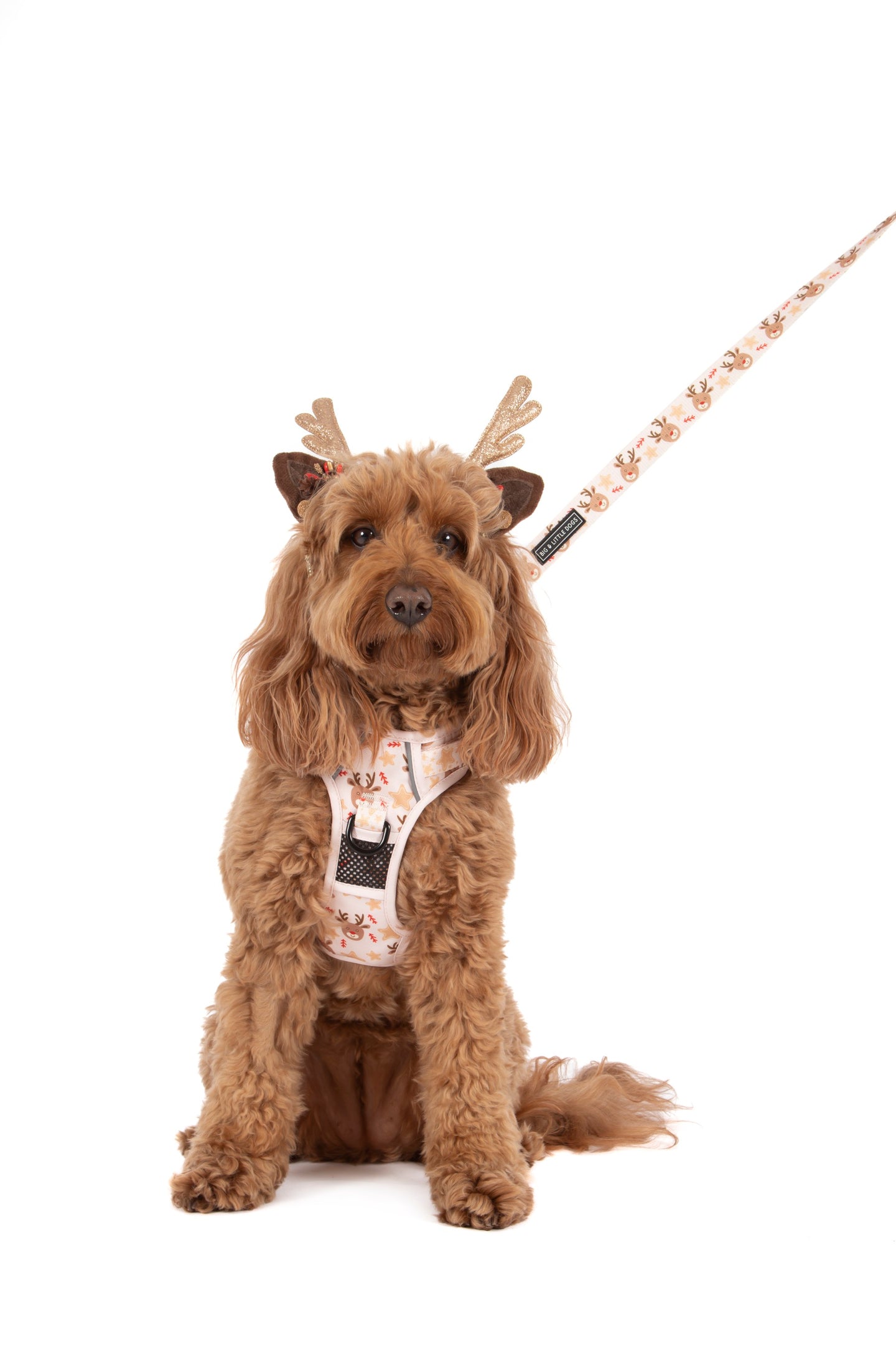 THE ALL-ROUNDER DOG HARNESS: Dashing Through The Stars
