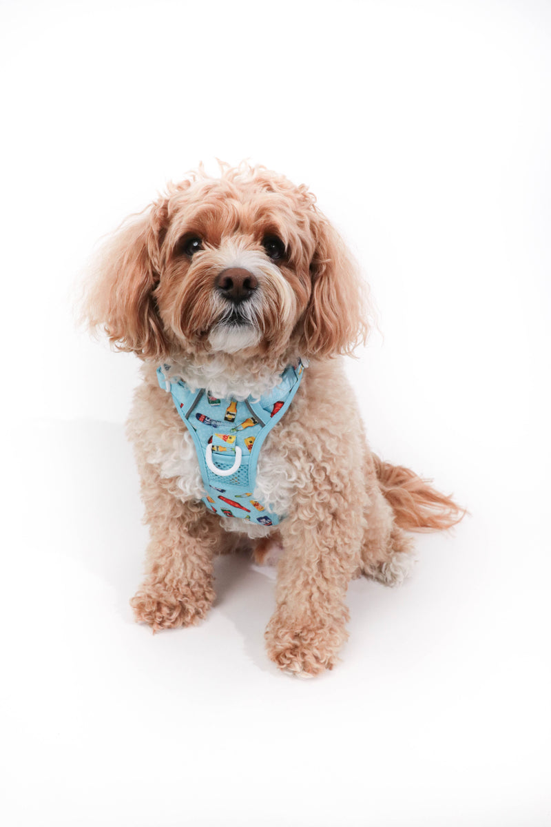 THE ALL-ROUNDER DOG HARNESS: Drinking Buddy