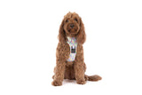 THE ALL-ROUNDER DOG HARNESS: Gelato