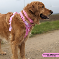 THE ALL-ROUNDER DOG HARNESS: Pink