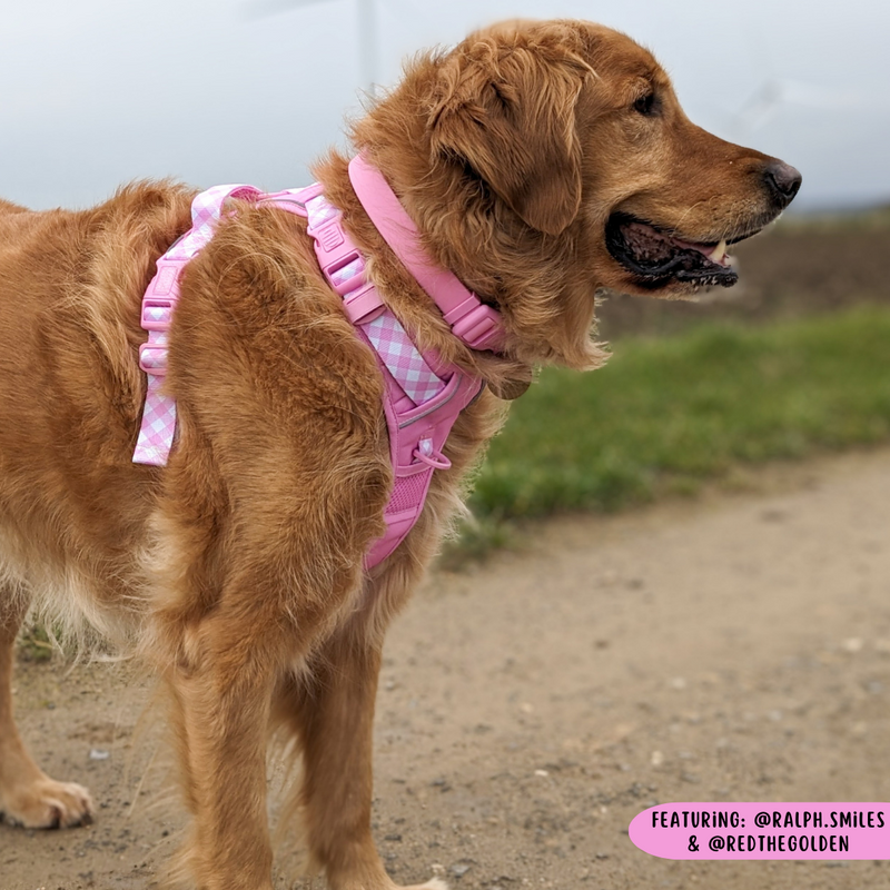 THE ALL-ROUNDER DOG HARNESS: Pink (NEW!)