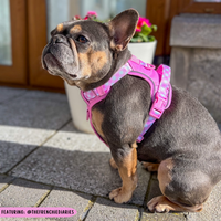 THE ALL-ROUNDER DOG HARNESS: Pink