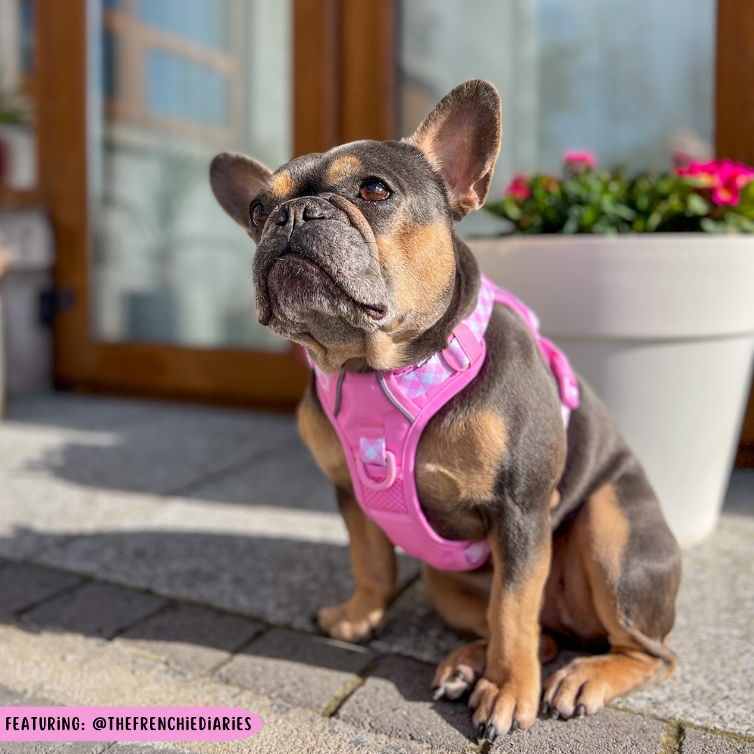 THE ALL-ROUNDER DOG HARNESS: Pink