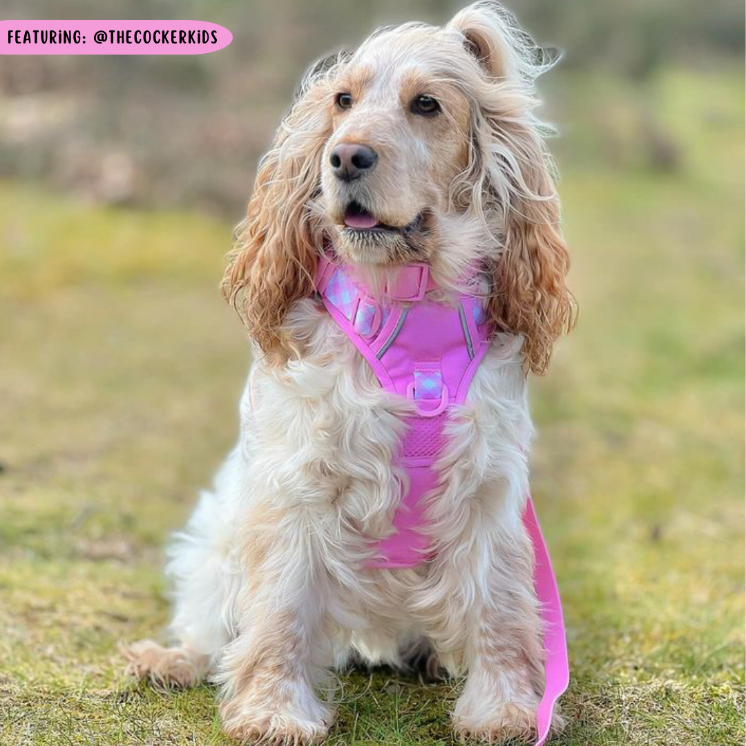 THE ALL-ROUNDER DOG HARNESS: Pink