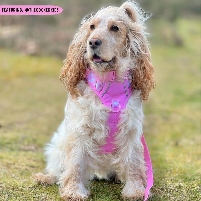 THE ALL-ROUNDER DOG HARNESS: Pink