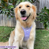 THE ALL-ROUNDER DOG HARNESS: Purple