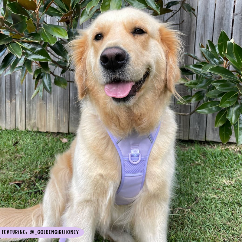 THE ALL-ROUNDER DOG HARNESS: Purple (NEW!)