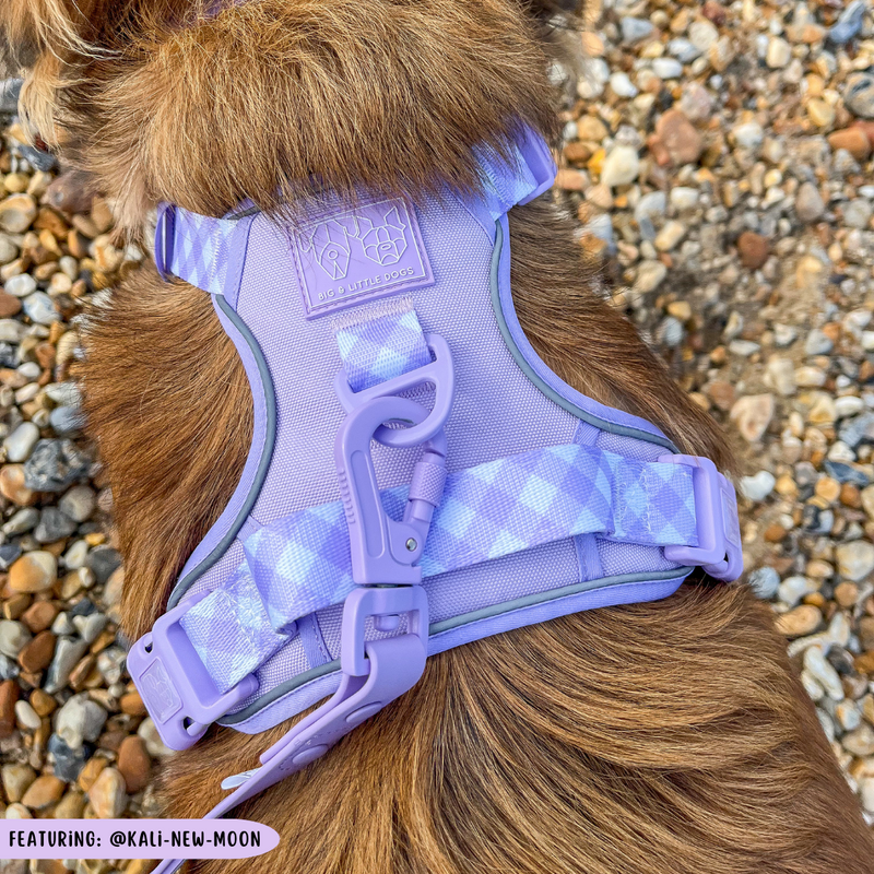 THE ALL-ROUNDER DOG HARNESS: Purple (NEW!)
