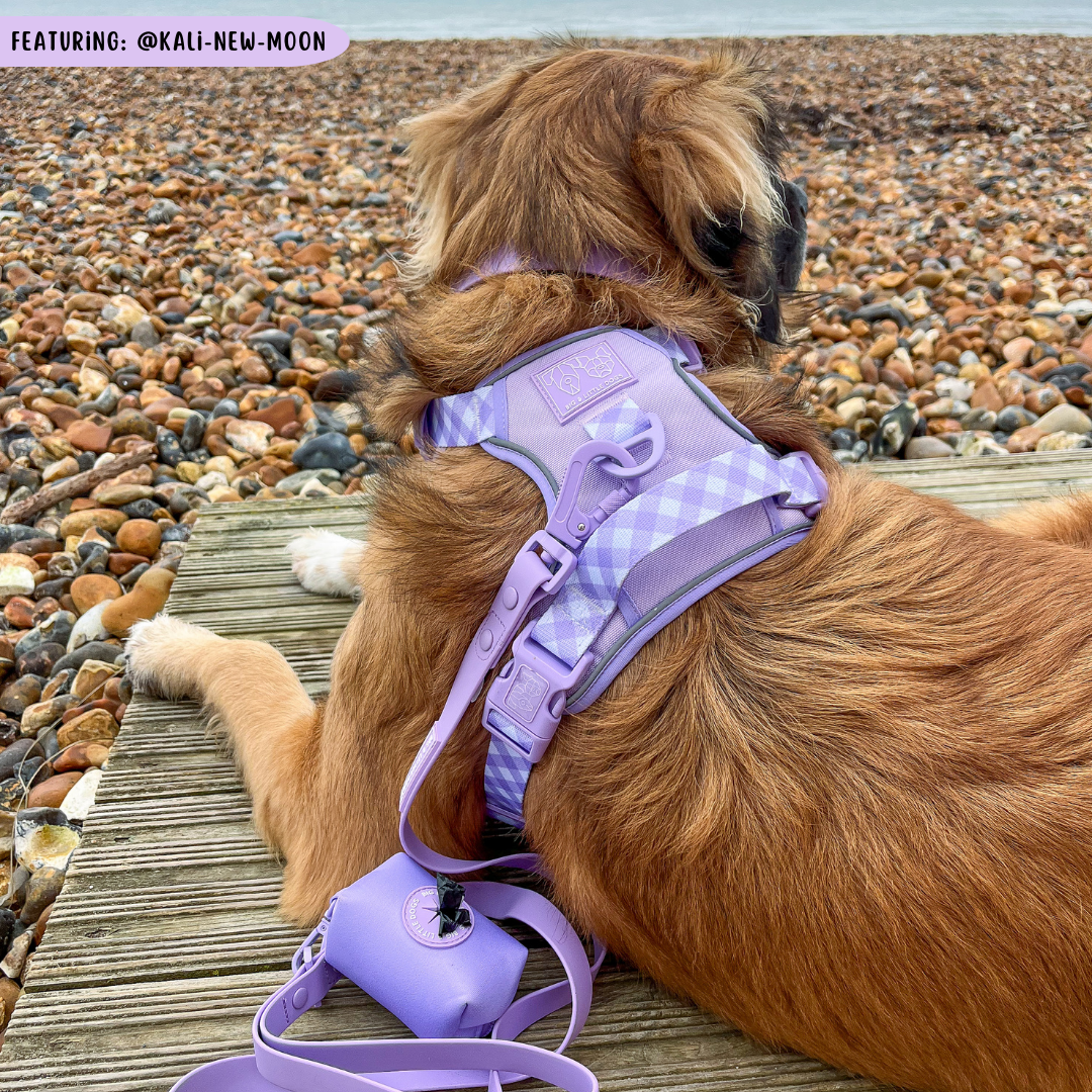 THE ALL-ROUNDER DOG HARNESS: Purple