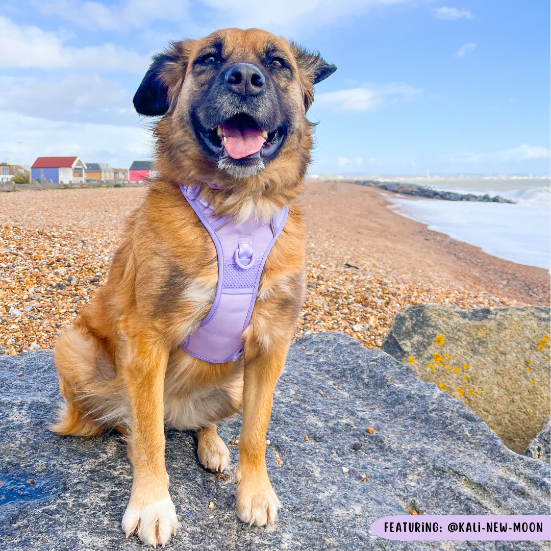 THE ALL-ROUNDER DOG HARNESS: Purple