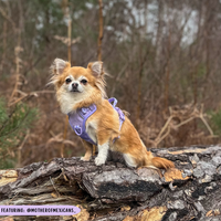 THE ALL-ROUNDER DOG HARNESS: Purple