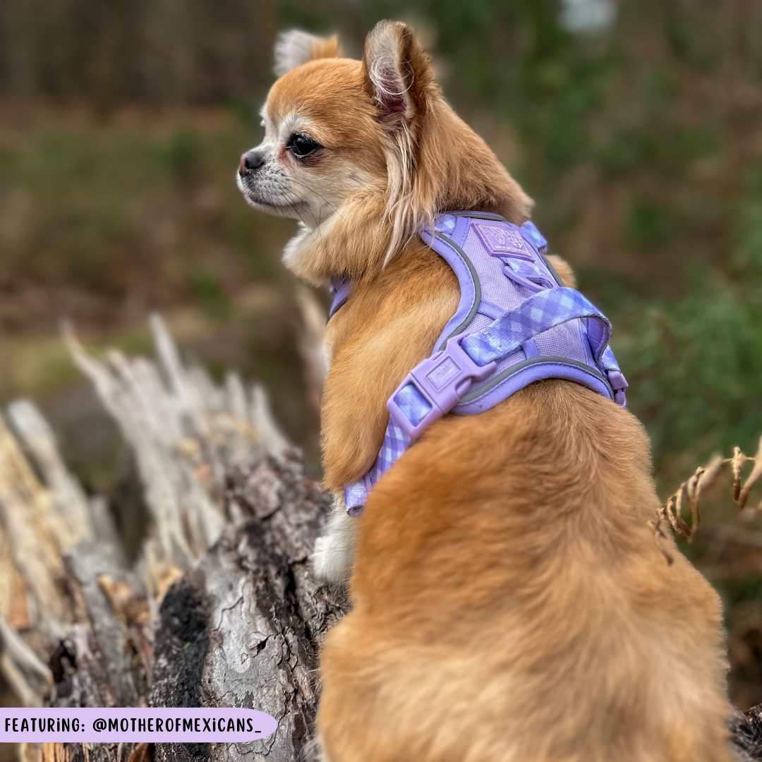 THE ALL-ROUNDER DOG HARNESS: Purple