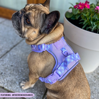 THE ALL-ROUNDER DOG HARNESS: Purple