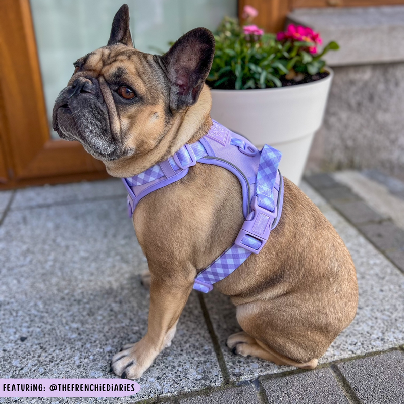THE ALL-ROUNDER DOG HARNESS: Purple