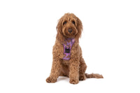 THE ALL-ROUNDER DOG HARNESS: Purple Fairy Bread